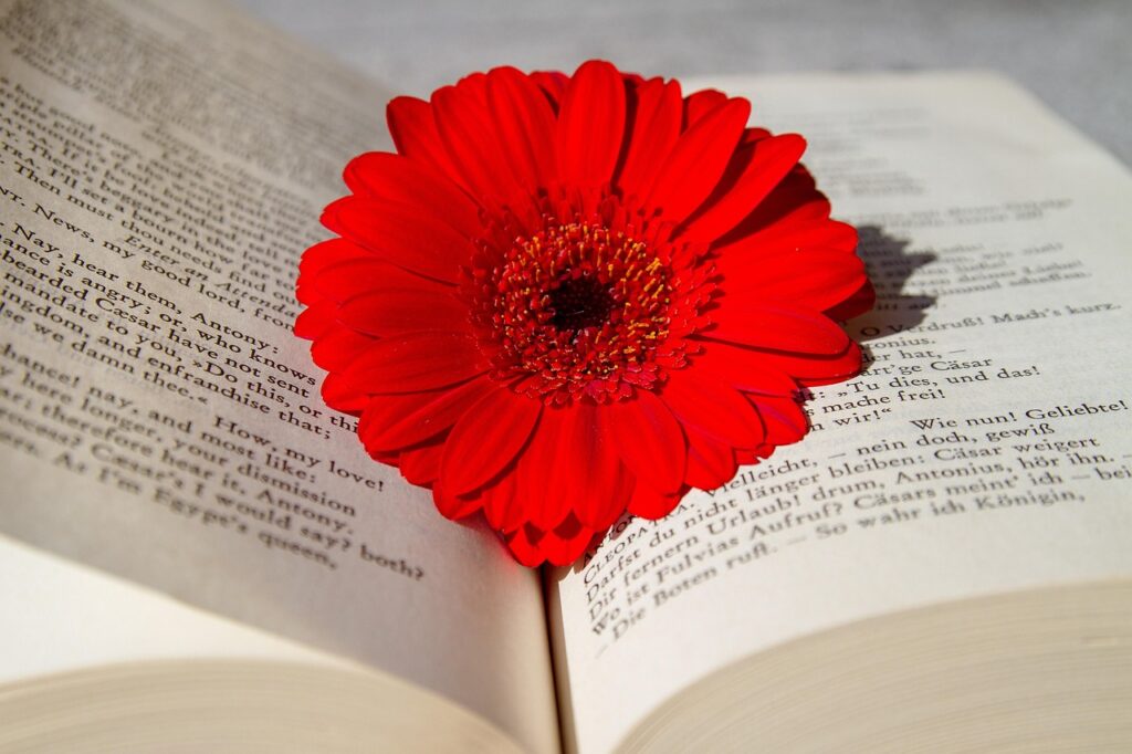 a book, open book, read, flower, gerbera, beautiful flowers, red, flower wallpaper, school, training, study, world literature, flower background, excerpt from shakespeare, language, english, german, nature, poet, playwright, lyricist, writer, university